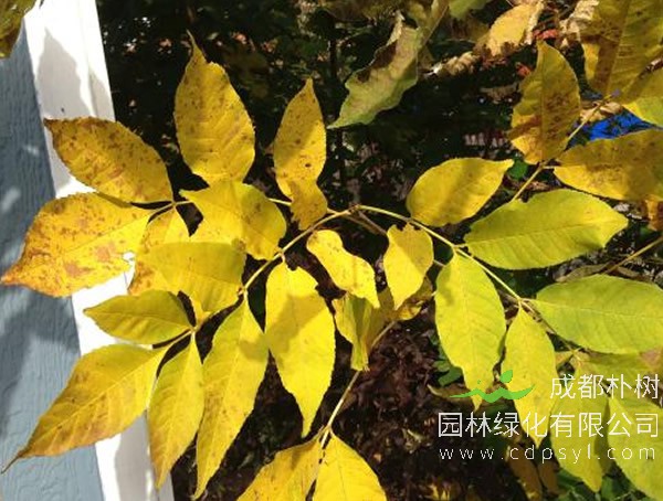 如何种植速生白蜡树苗？