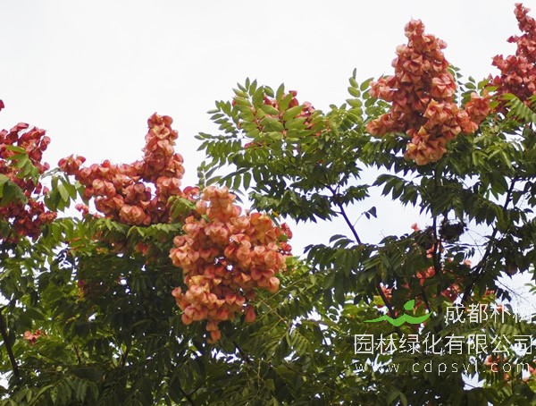 栾树价格-图片-形态特征-生长习性-产地分布-主要价值以及植物文化