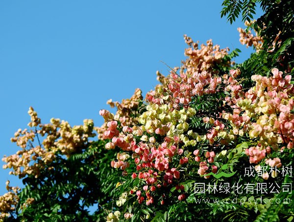 栾树价格-图片-形态特征-生长习性-产地分布-主要价值以及植物文化