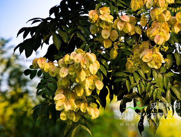 栾树价格-图片-形态特征-生长习性-产地分布-主要价值以及植物文化