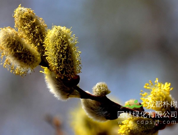 细柱柳的主要价值有哪些？
