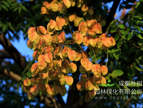 栾树栽培技术和病虫害方法介绍