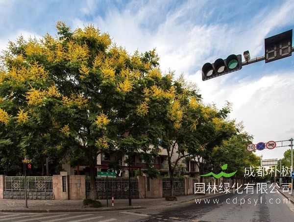 栾树价格-图片-形态特征-生长习性-产地分布-主要价值以及植物文化