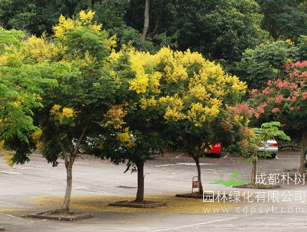 栾树果实能吃吗？