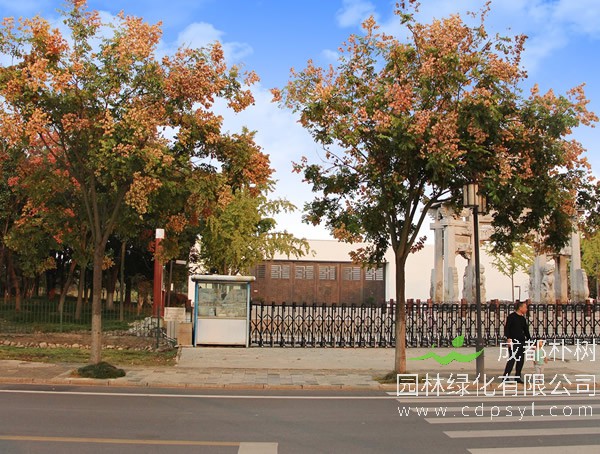 怎样区别栾树和朴树？