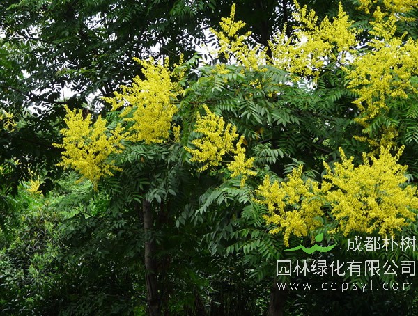 园林绿化为什么偏爱栾树做行道树？