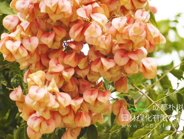 栾树有发展潜力吗？