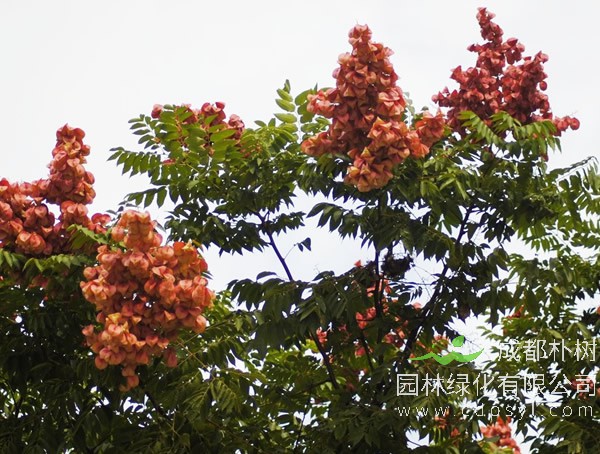 麻楝树与栾树有何区别？