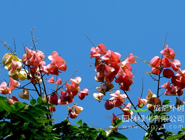 怎样区别开凤凰木、蓝花楹、楹树、南洋楹、大叶合欢、复叶栾树？