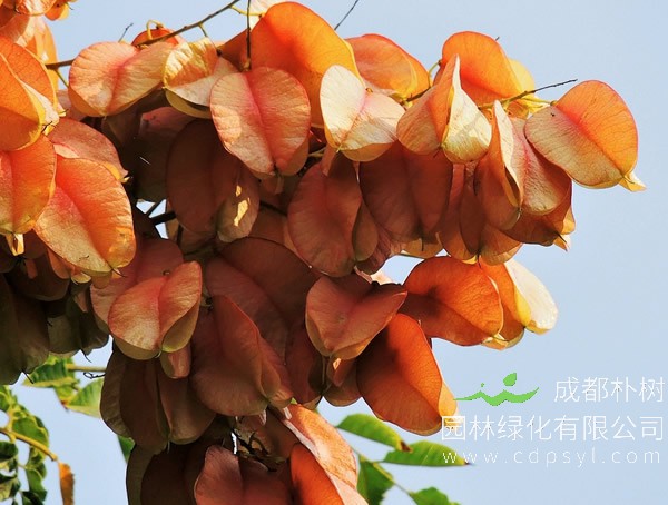 怎样区别朴树和栾树？