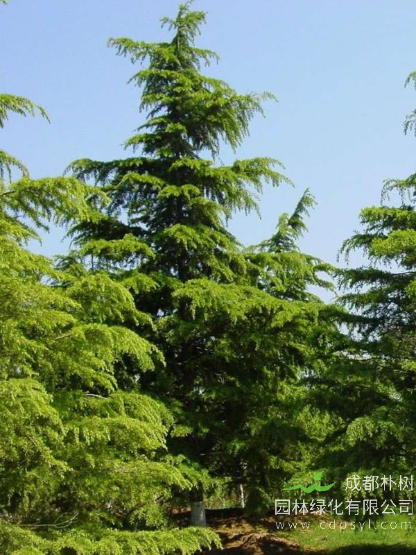 雪松价格-图片-主要价值以及植物文化介绍