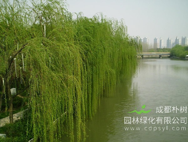 朝鲜垂柳价格-图片-形态特征-分布范围以及主要价值介绍