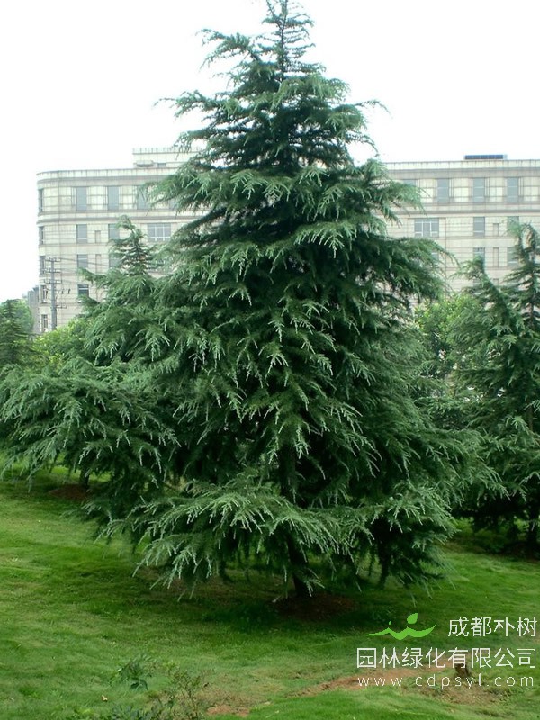 雪松的繁殖技术、栽培技术以及主要病害介绍