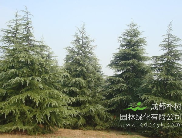 雪松发黄是什么原因造成的？