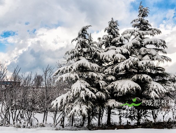 雪松价格-图片-主要价值以及植物文化介绍