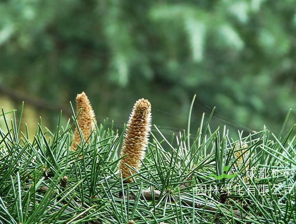 雪松在北方能种植吗？