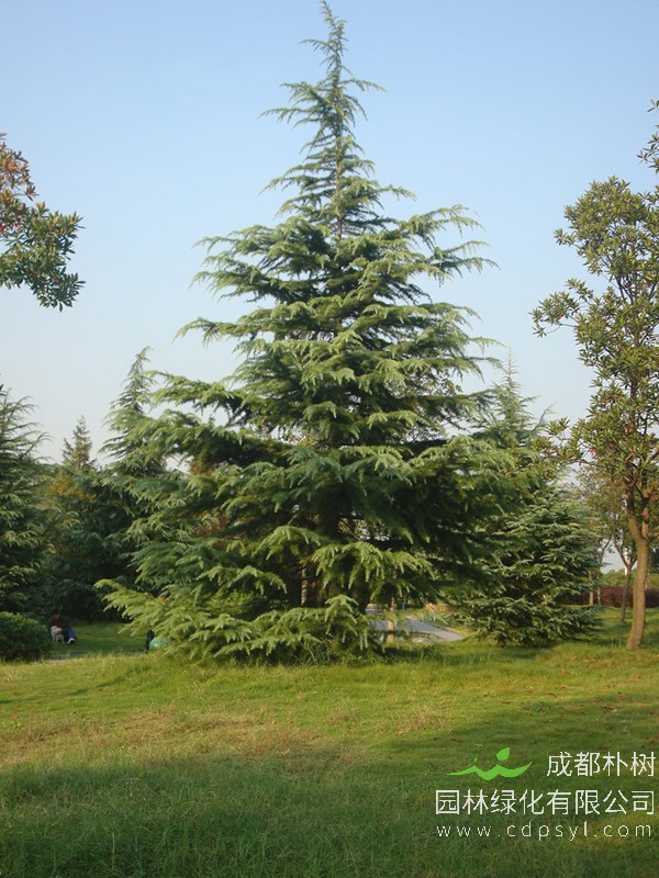 苏轼种了三万棵雪松是为了他的亡妻吗？