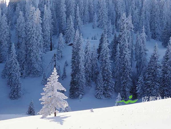 雪松树有哪些作用？