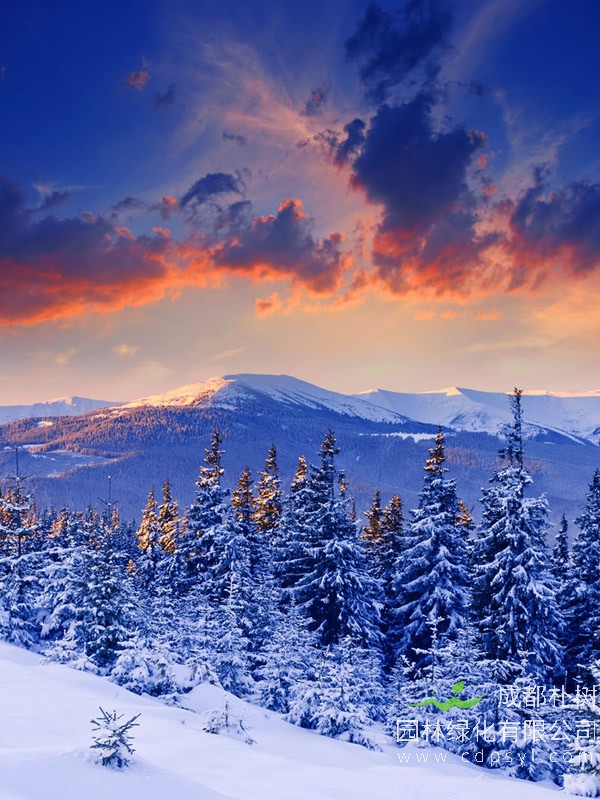 雪松树种在家里好吗？