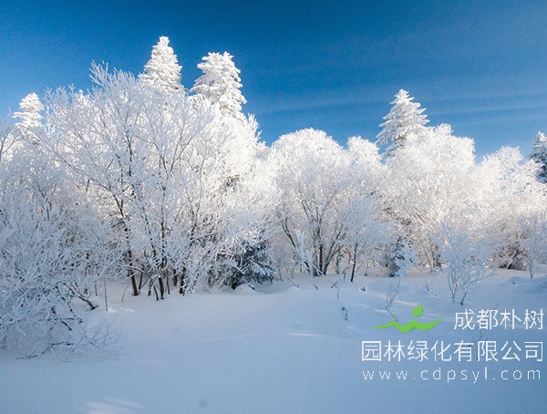 雪松树的死亡的原因以及处理措施有哪些？