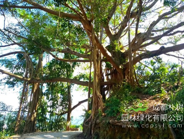 榕树价格-图片-形态特征-主要价值以及植物文化
