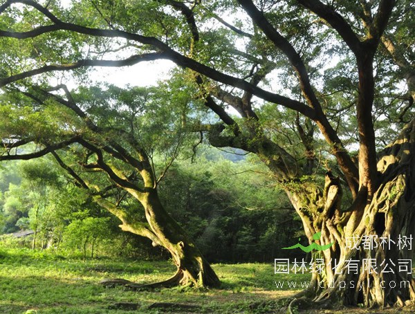 榕树价格-图片-形态特征-主要价值以及植物文化