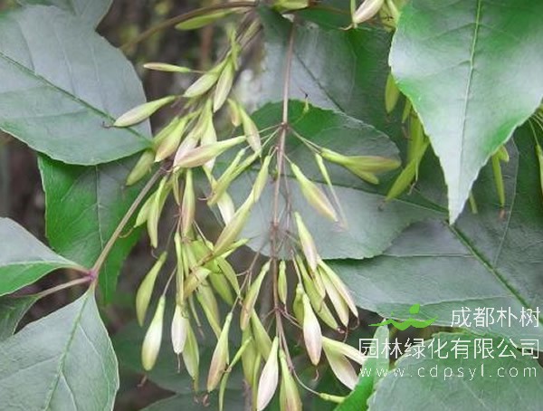 白蜡树常见繁殖方法、栽培技术以及病虫防治方法