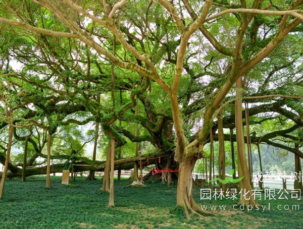 榕树为什么长“胡子”？