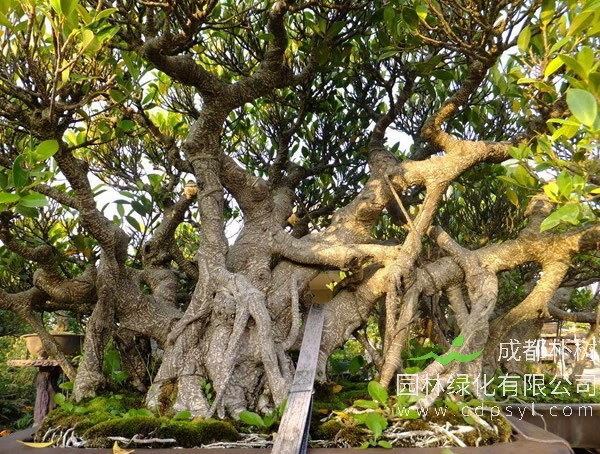 榕树的风水禁忌，榕树不容人是真的吗？