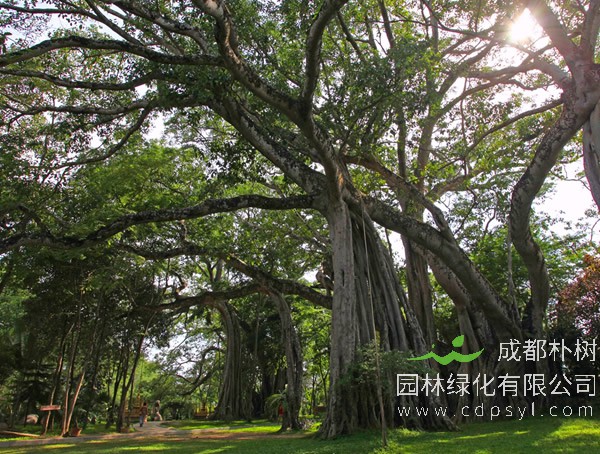 榕树盆景技术有哪些步骤和要点？