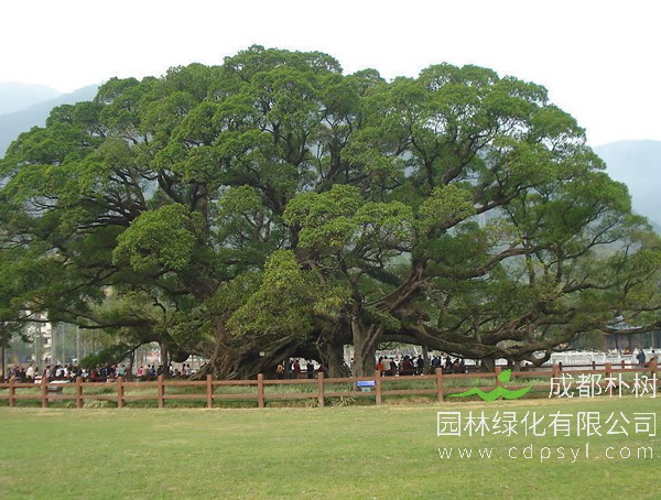 榕树盆景技术有哪些步骤和要点？