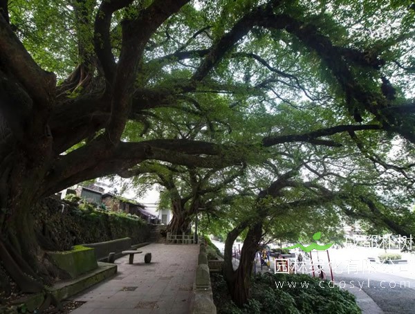 榕树盆景技术有哪些步骤和要点？