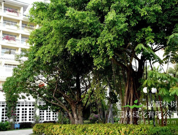 榕树繁殖方式、栽培技术以及病虫防治方法介绍