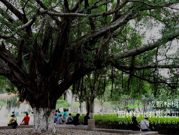 小叶榕是不是榕树呢？