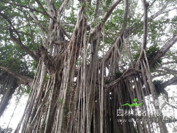 黄葛树是不是榕树？