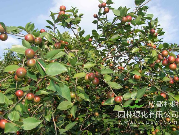油茶树价格-图片-形态特征-地理分布以及主要价值