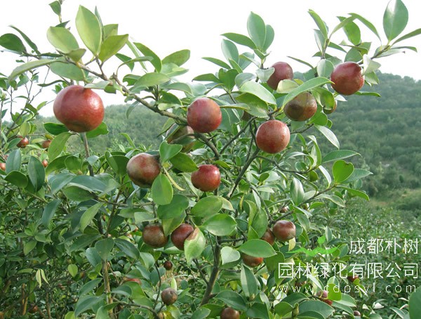 油茶树价格-图片-形态特征-地理分布以及主要价值