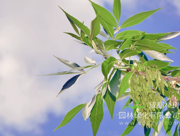 白蜡树价格-图片-形态特征-分布范围以及主要价值介绍