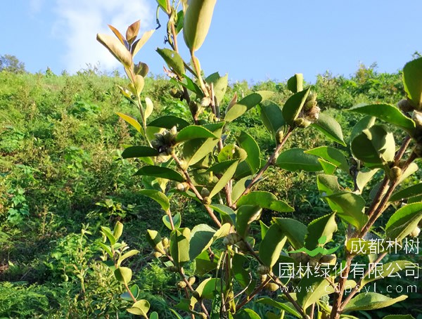 油茶树价格-图片-形态特征-地理分布以及主要价值