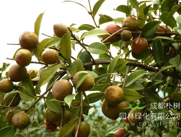 油茶树一般生长多少年结果？