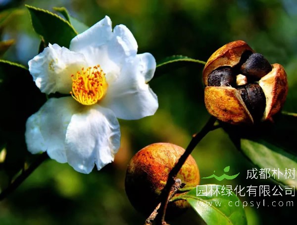 怎么提高油茶树的成活率？