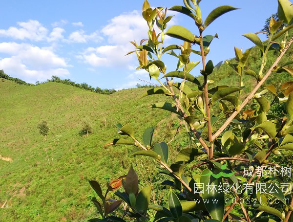 油茶树苗几月种比较合适？