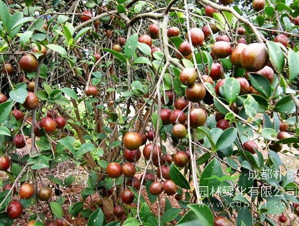 油茶树和茶叶树有何不同？