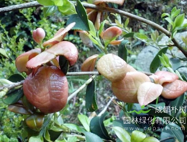 北方可以种植油茶树吗？