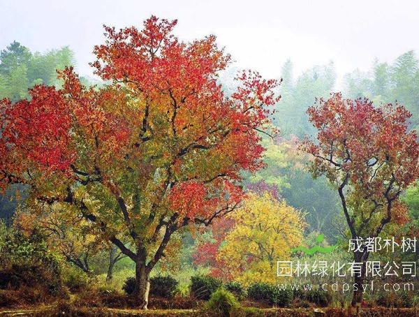 乌桕与山乌桕的形态特征，地理分布各有何区别？