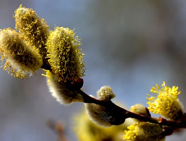 细柱柳的主要价值有哪些？