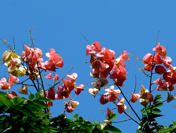 怎样区别开凤凰木、蓝花楹、楹树、南洋楹、大叶合欢、复叶栾树？