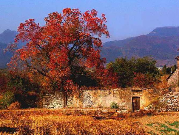 山乌桕的主要价值有哪些？