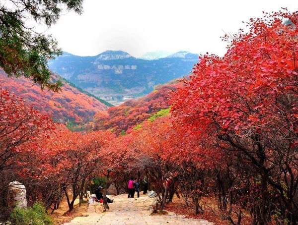 山乌桕是什么植物？