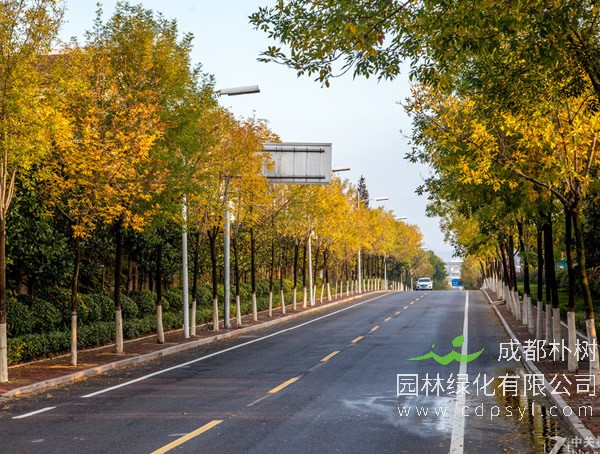 白蜡树有什么特点？白蜡树形态特征是什么？